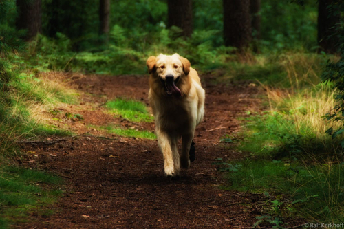 Jagdtrieb