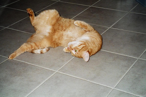 Rollkater