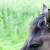 Konik