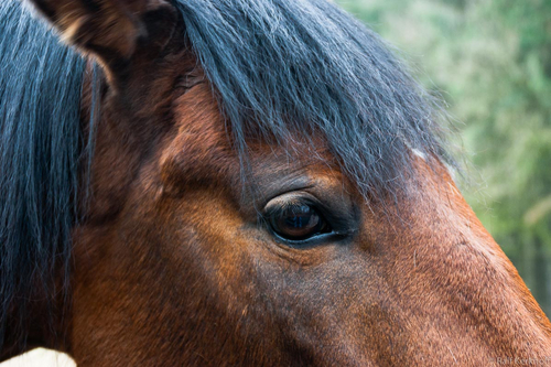 Horse Head