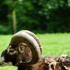 Big Bock