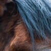 Horse Head