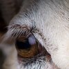 Clear Eye