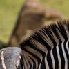 Stripes
