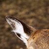 Schleckmaul
