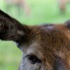 Ears