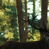 Platzhirsch