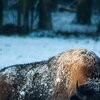 Schneefell
