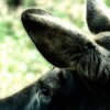 Elk