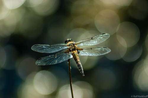 Libelle