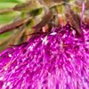 Futtern