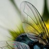 Summerfly