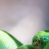 Nose