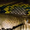 Netzpython