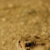 Snakehead