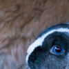 BlueEye