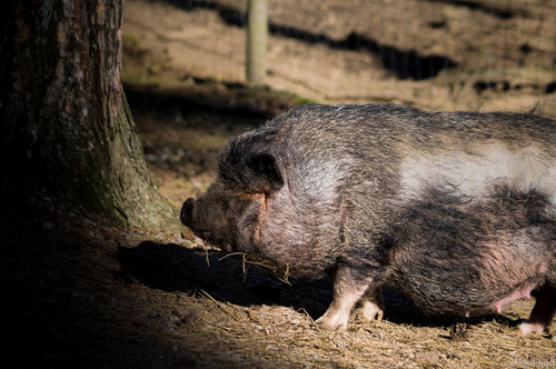 Piggy