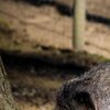 Piggy