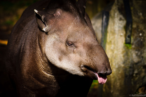Tongue