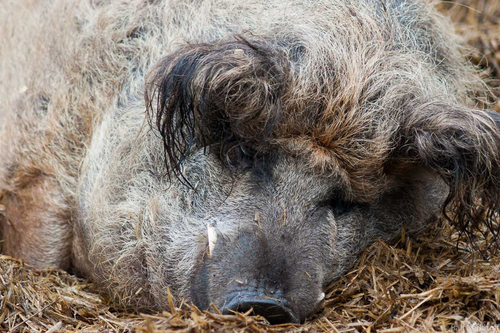 Lucky Pig