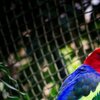 Bunt