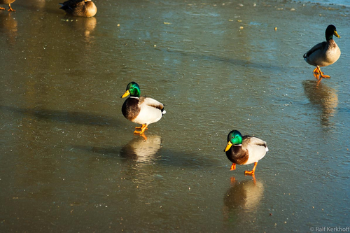 Eislauf