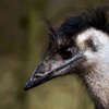Emu