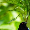 BlackBlue