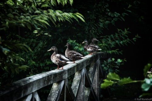 Duckbridge