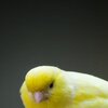 Tweetie