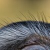 Reflex
