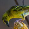 Snacktime
