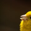 Canary