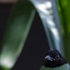 Tropical Bird