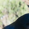 Kolkrabe