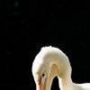 Zupfer