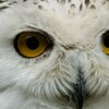 The Look