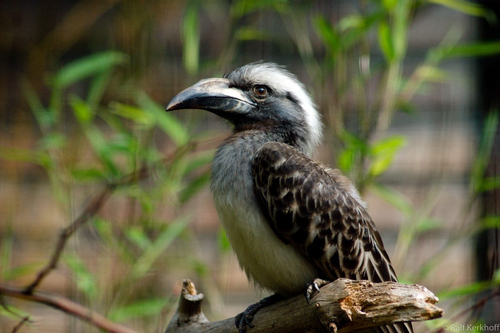 Birdi