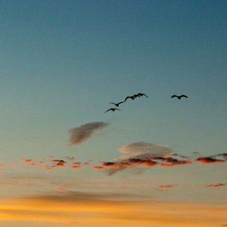 Early Birds