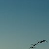 Early Birds