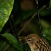 Spatz