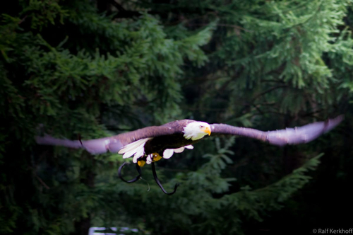 InFlight