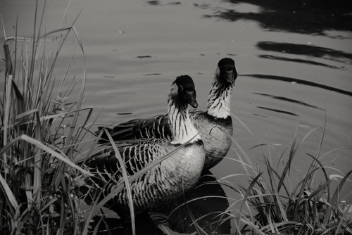 Ducks