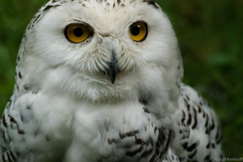 The Look