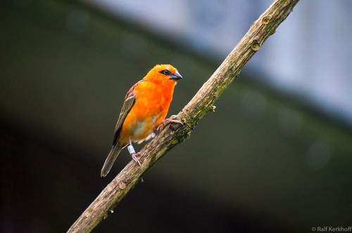Oranje