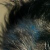 Emu