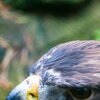 EagleOne