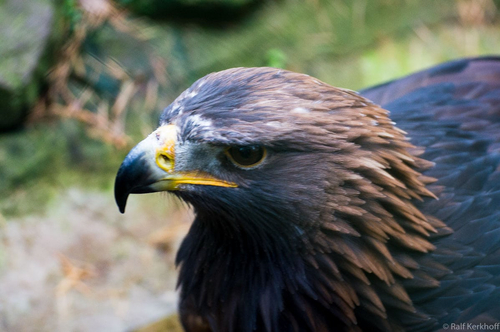 EagleOne
