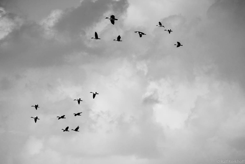 Formation