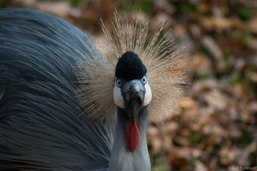 Komischer Vogel